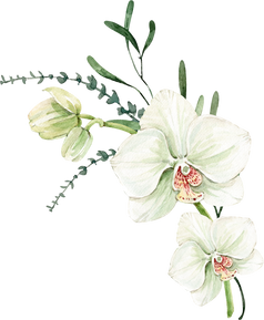 Branch of White Orchid Flowers, Watercolor Illustration Hand Painted for Cards and Invitations